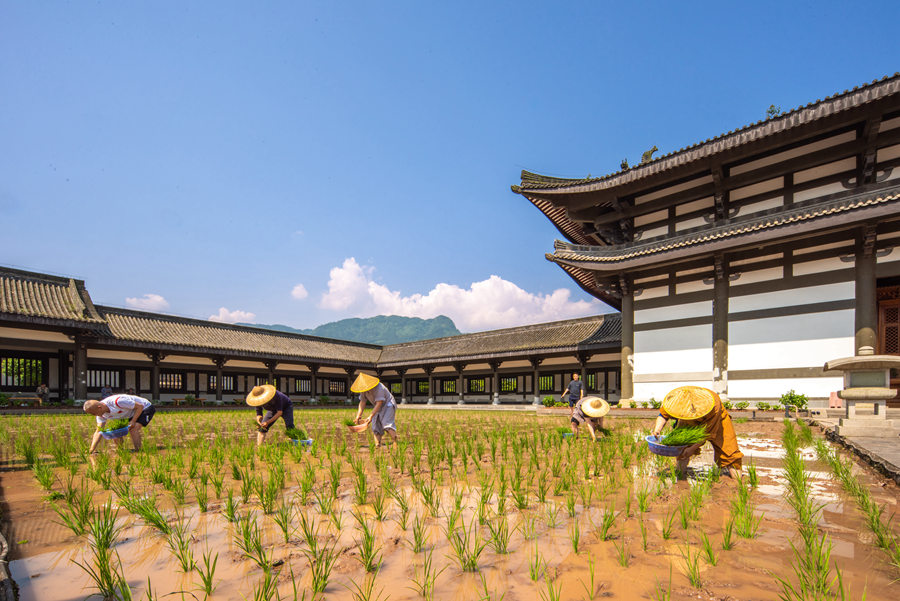 峨眉山-农禅并重 峨眉山僧众员工赴光明寺出坡插秧