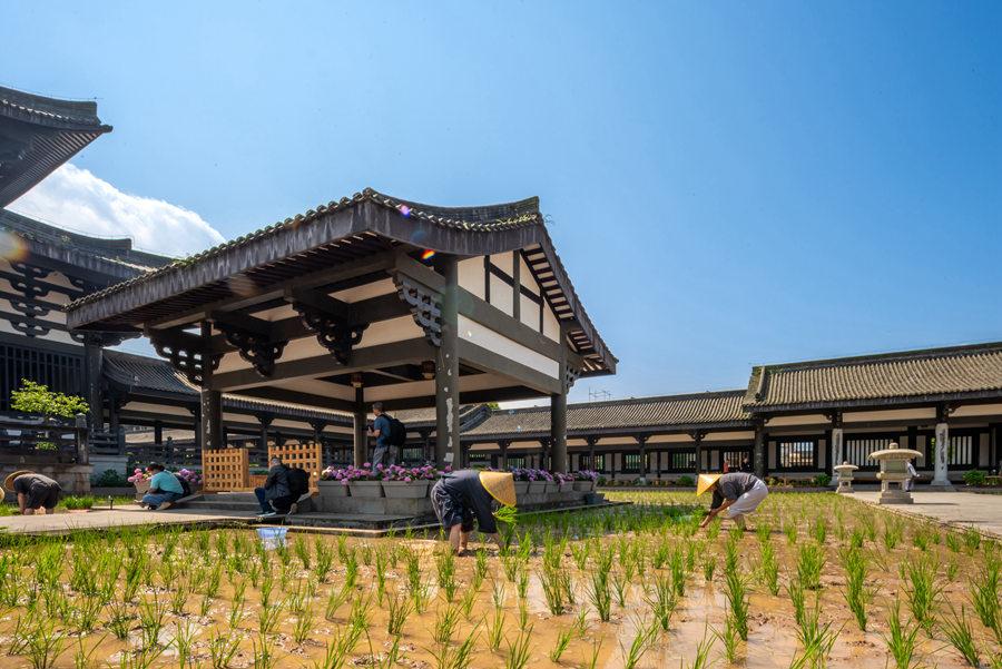 峨眉山-农禅并重 峨眉山僧众员工赴光明寺出坡插秧