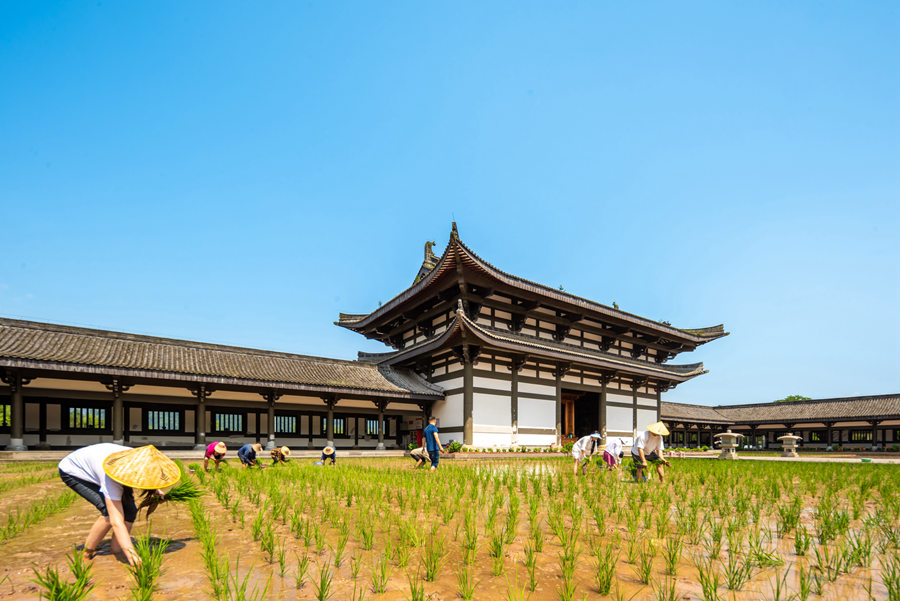 峨眉山-农禅并重 峨眉山僧众员工赴光明寺出坡插秧