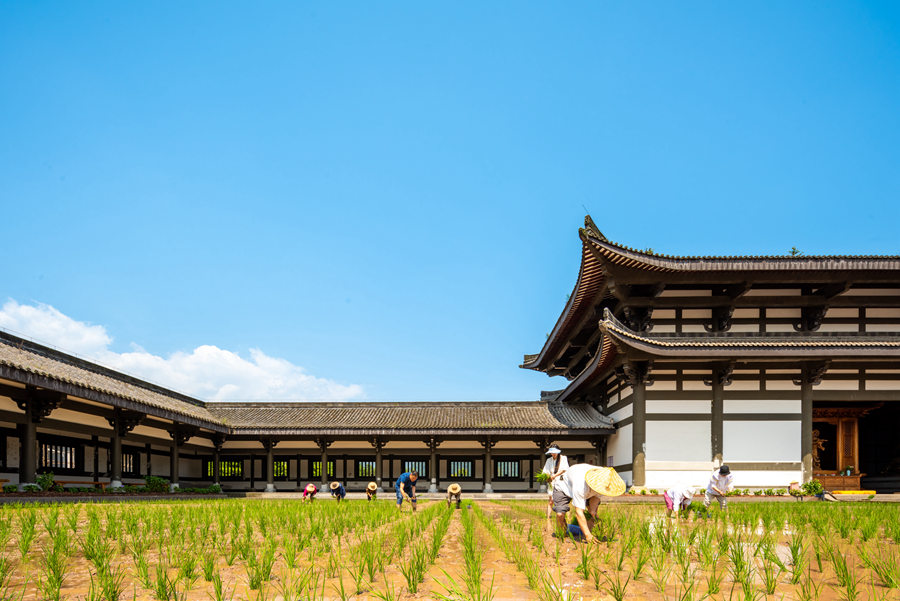 峨眉山-农禅并重 峨眉山僧众员工赴光明寺出坡插秧
