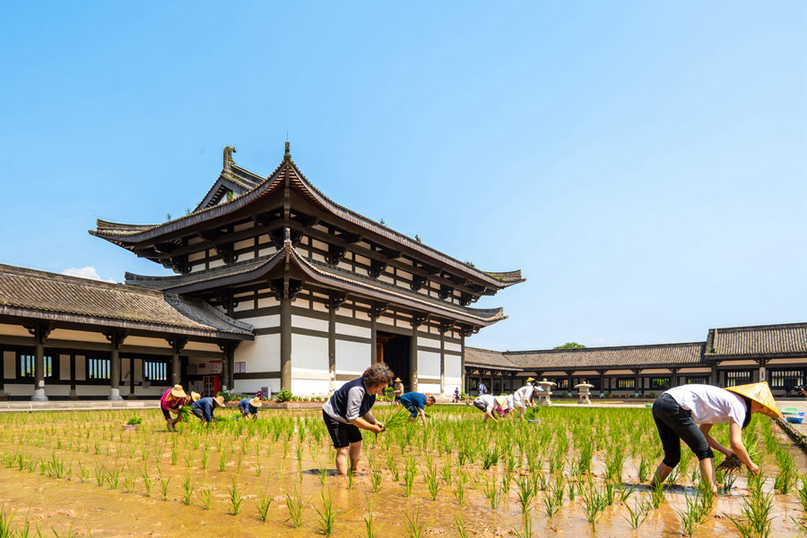 峨眉山-农禅并重 峨眉山僧众员工赴光明寺出坡插秧